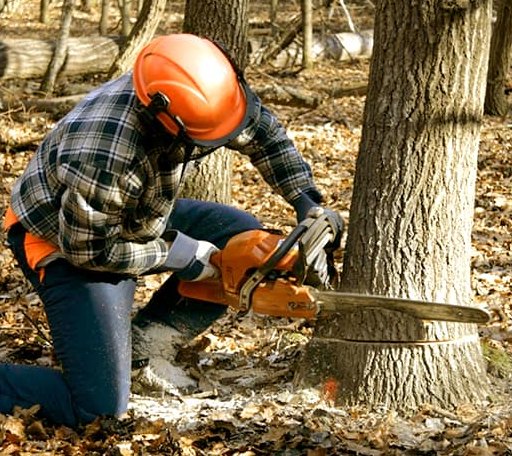 Tree Removal in Cameron, WI